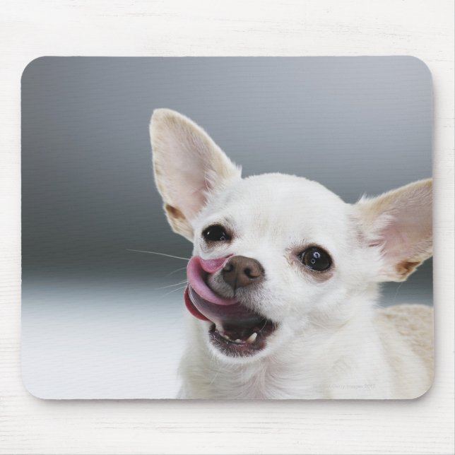 White Chihuahua slickande läppar Musmatta (Framsidan)
