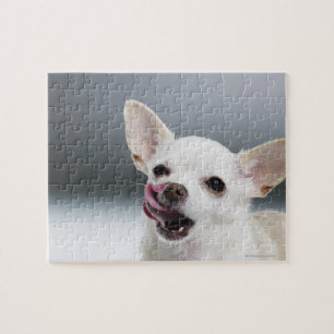 White Chihuahua slickande läppar Pussel