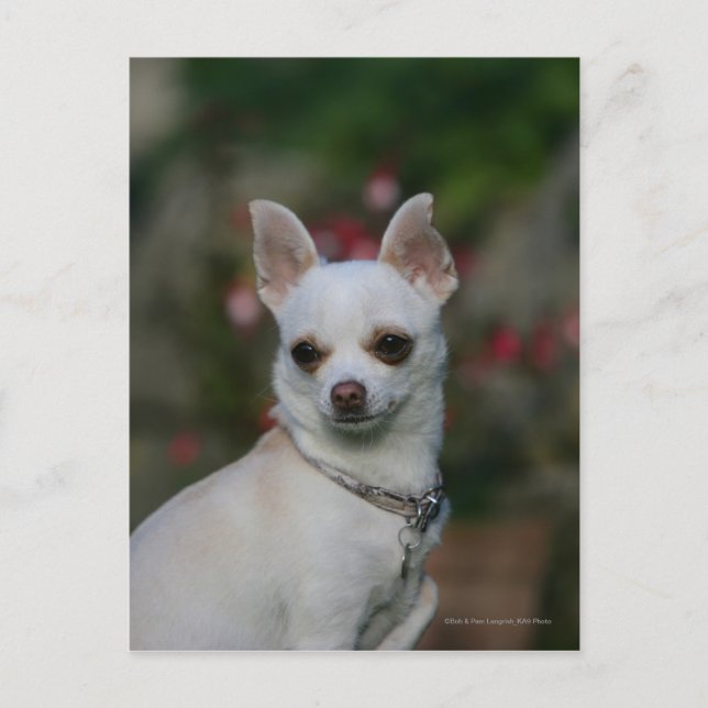 White Chihuahua Vykort (Framsida)