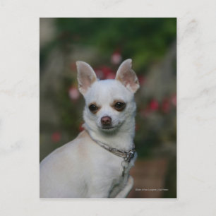 White Chihuahua Vykort
