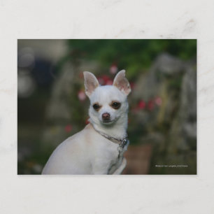 White Chihuahua Vykort