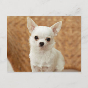White Chihuahua Vykort