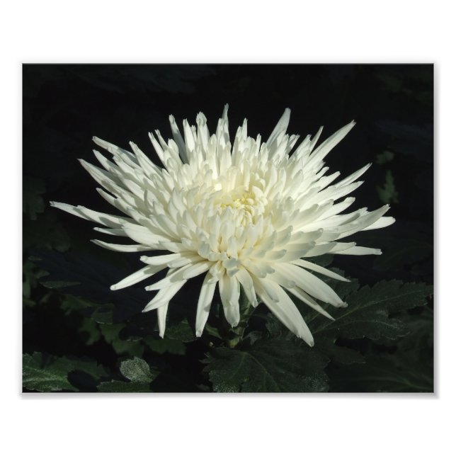 White Chrysanthemum 10 tum x 8 tum Photo Print Fototryck (Framsidan)