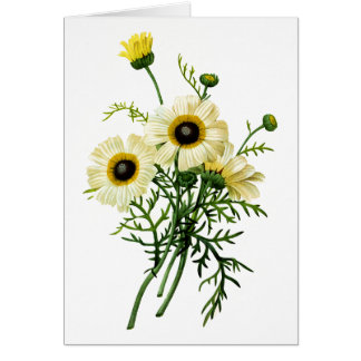 White Chrysanthemum av Pierre Joseph Redoute Hälsningskort