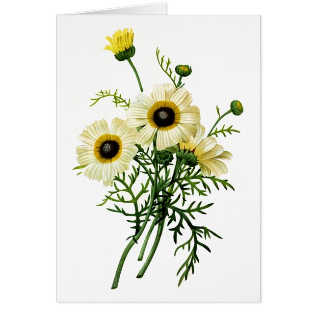 White Chrysanthemum av Pierre Joseph Redoute Hälsningskort (Framsidan)