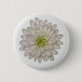 White Chrysanthemum Button Knapp