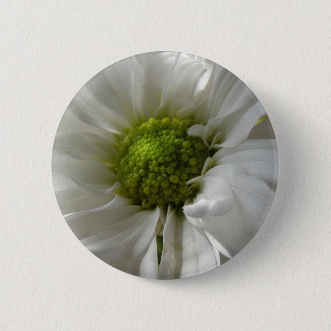 White Chrysanthemum Button Knapp (Framsida)