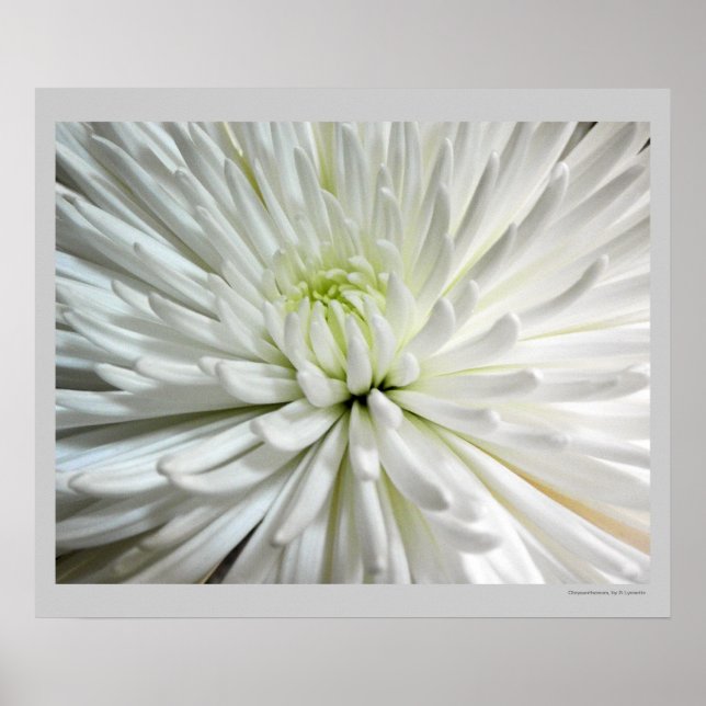 White Chrysanthemum Flower Morsa Flowers Photo Poster (Framsidan)