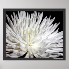 White Chrysanthemum Flower Morsa Flowers Photo Poster
