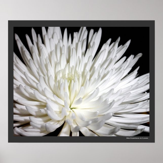White Chrysanthemum Flower Morsa Flowers Photo Poster (Framsidan)