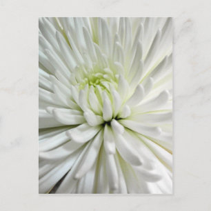 White Chrysanthemum Flower Morsa Flowers Photo Vykort