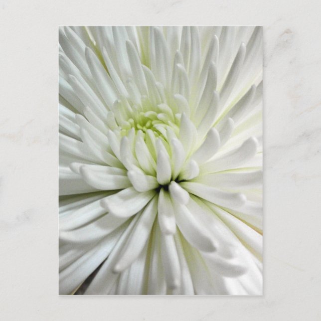 White Chrysanthemum Flower Morsa Flowers Photo Vykort (Framsida)