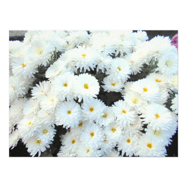 White Chrysanthemum Flowers Fototryck (Framsidan)