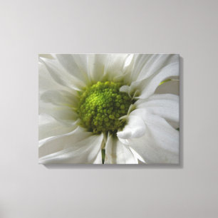 White Chrysanthemum Kanvastryck