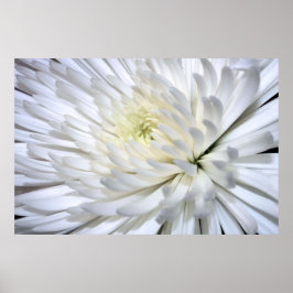 White Chrysanthemum Kanvastryck Poster