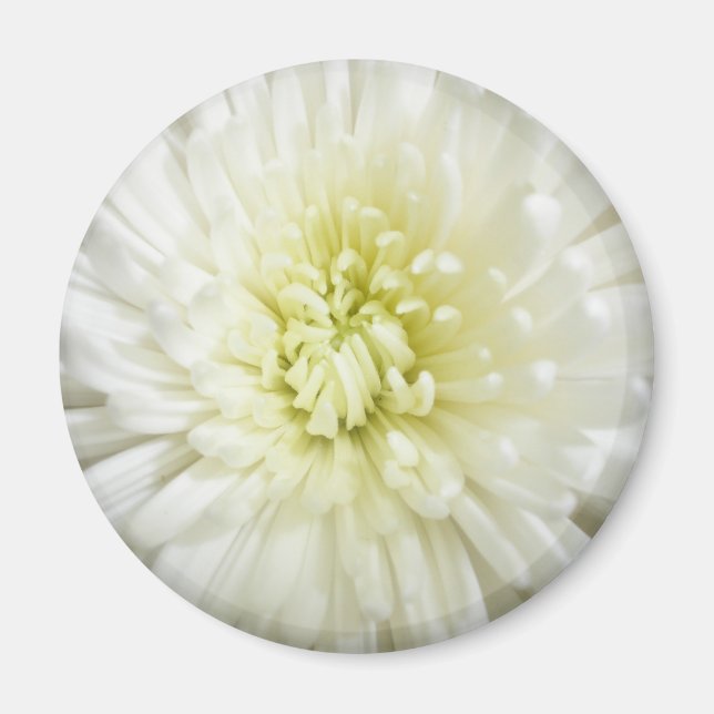 White Chrysanthemum Magnet (Framsidan)