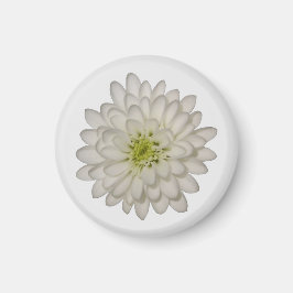 White Chrysanthemum Magnet