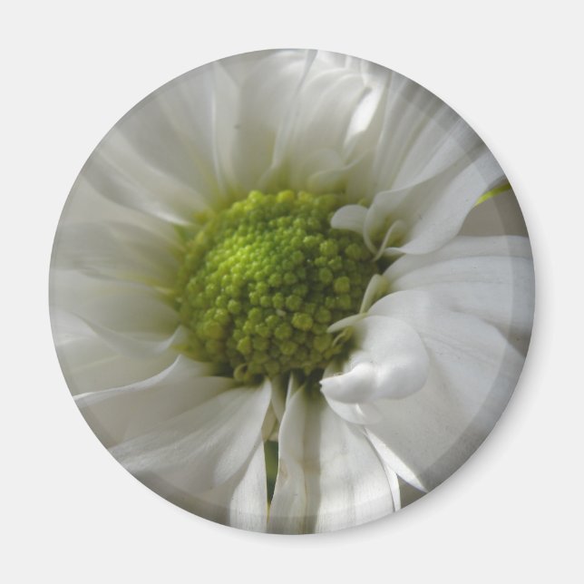 White Chrysanthemum Magnet (Framsidan)