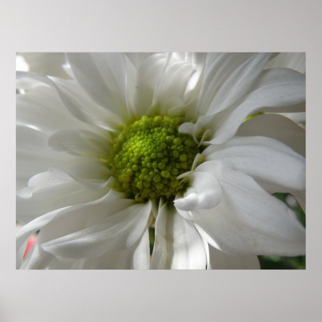 White Chrysanthemum Print Poster (Framsidan)