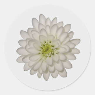 White Chrysanthemum Stickers Runt Klistermärke