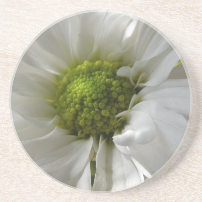 White Chrysanthemum Underlägg Sandsten (Framsidan)