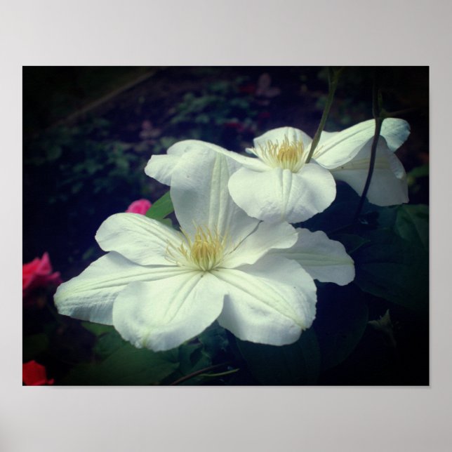 White Clematis Flower Pair Poster (Framsidan)