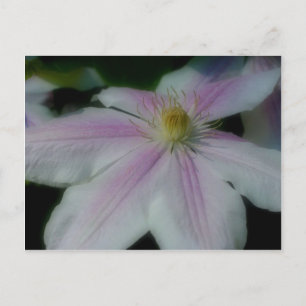 White Clematis Flower Petals Vykort