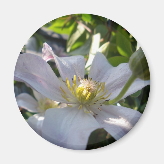 White Clematis II Magnet (Framsidan)