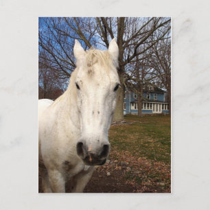 White Clydesdale Vykort