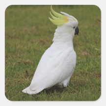 White Cockato