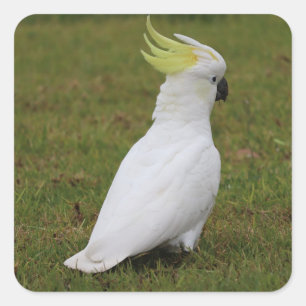 White Cockato Fyrkantigt Klistermärke