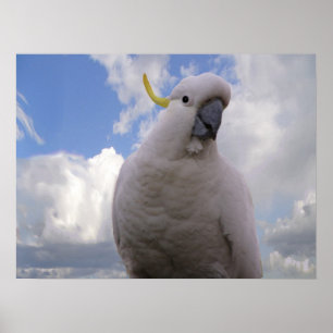 White Cockato Poster