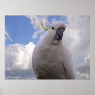 White Cockato Poster