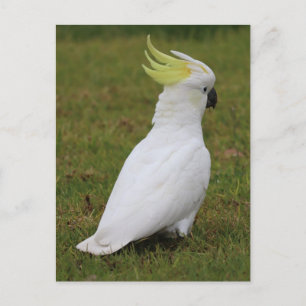 White Cockato Vykort
