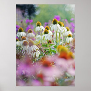 White Coneflowers Echinacea White Svan Poster