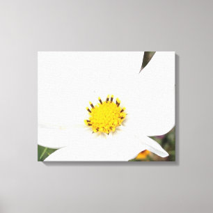 White Cosmos Flower Photo Blommigt Closeup Canvastryck