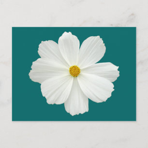 White Cosmos Flower Vykort