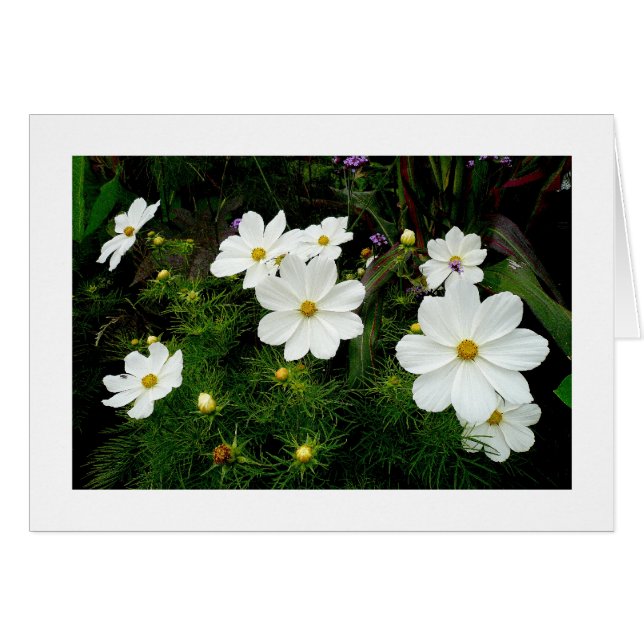 White Cosmos Flowers Hälsningskort (Framsidan Horizontal)