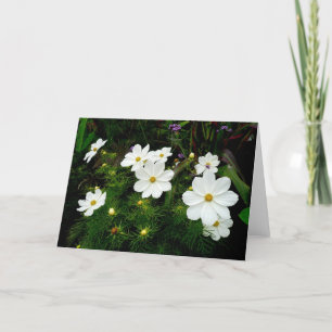 White Cosmos Flowers Kort