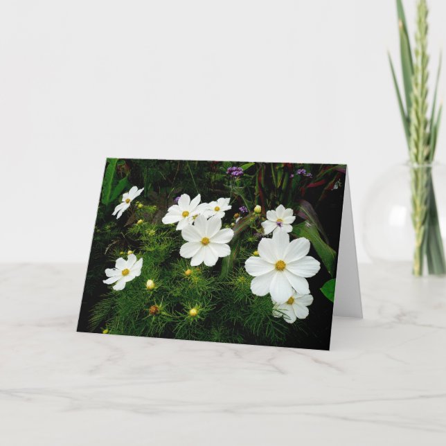 White Cosmos Flowers Kort (Framsida)