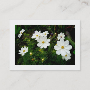 White Cosmos Flowers, Mini Photo Visitkort