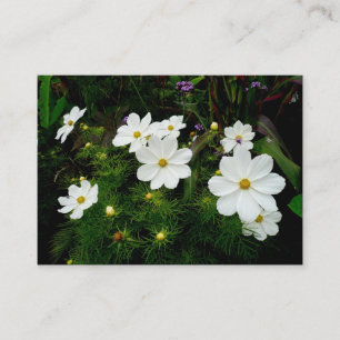 White Cosmos Flowers, Mini Photo Visitkort
