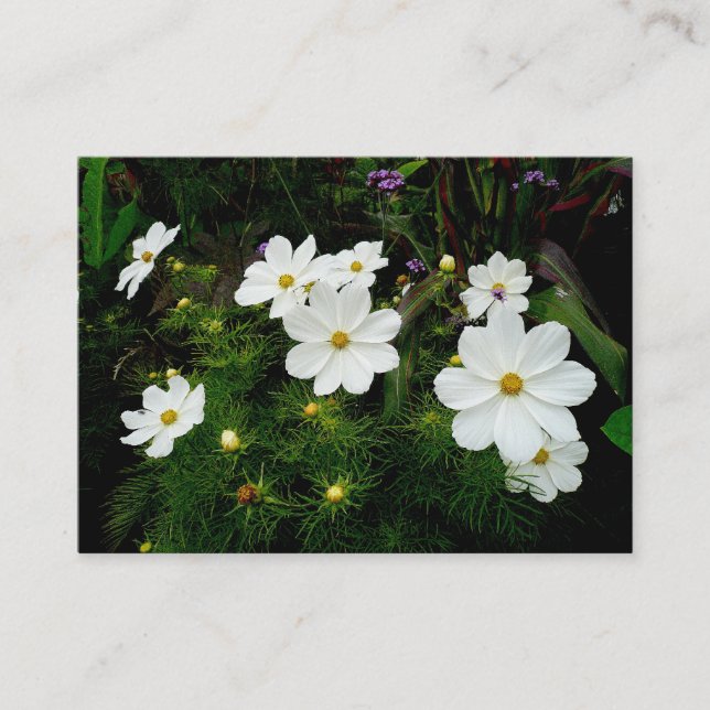 White Cosmos Flowers, Mini Photo Visitkort (Framsida)