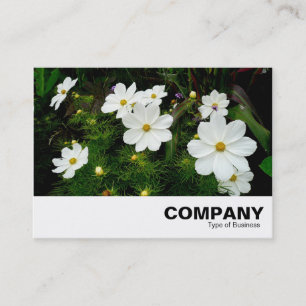 White Cosmos Flowers Visitkort