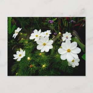 White Cosmos Flowers Vykort