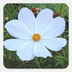 White Cosmos Fyrkantigt Klistermärke