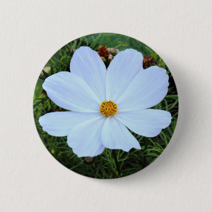 White Cosmos Knapp