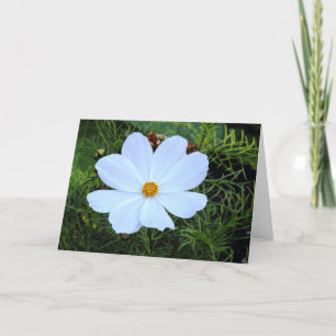 White Cosmos Kort