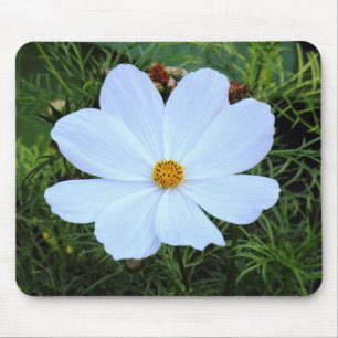 White Cosmos Musmatta