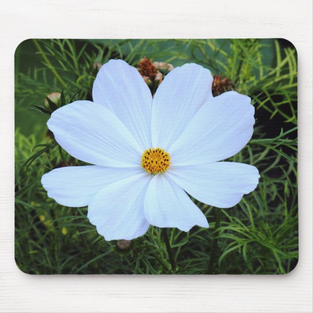 White Cosmos Musmatta (Framsidan)